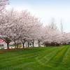 They have masses of cherry blossom in spring and a tremendous display of colour from the foliage in autumn. Https Encrypted Tbn0 Gstatic Com Images Q Tbn And9gct1mqajnrux6yw7duoazelwc9srlyiewuqkydcfuldk82dfgetx Usqp Cau
