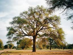 Image result for Berchemia discolor