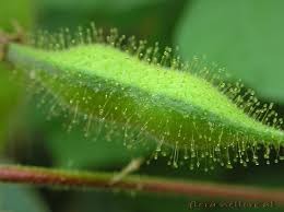 Image result for Rhynchosia goetzei