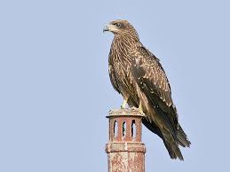 Weitere ideen zu raubvögel, roter milan, tiere. Schwarzmilan Wikipedia