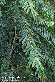 Image result for Drypetes