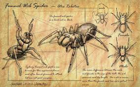 It is actually responsible for many less bites than the also notorious redback spider. Sydney Funnel Web Spider Study By Jasondormier On Deviantart Sydney Funnel Web Spider Funnel Web Spider Spider