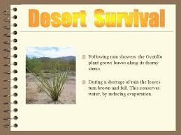 How much water do cacti need, and how often? 4 How Do Animals And Plants Survive In