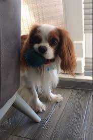 Toffee King Charles Cavalier Spaniel Puppy Cavalier Puppy Cavalier King Charles Spaniel