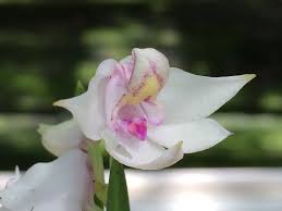 Image result for Polystachya aconitiflora