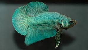 20 interesting betta fish facts to better know your betta. The Real 17 Types Of Betta Fish That Not Fake Freshwater Tropical Fish