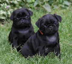 Mike Has Said No More Pets But Clara Has Promised She Will Buy Us Each A Black Pug Puppy When She Graduates From Vete Pug Puppies Black Pug Puppies Baby Pugs