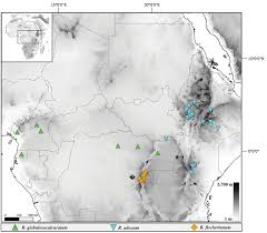 Image result for Rhipidoglossum globulosocalcaratum