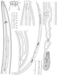 How not to rotate text on a circle. Study Of Two Species One New And One Known Of The Genus Aporcella Andrassy 2002 Dorylaimida Aporcelaimidae From Iran With A Note On Its Phylogeny Journal Of Helminthology Cambridge Core