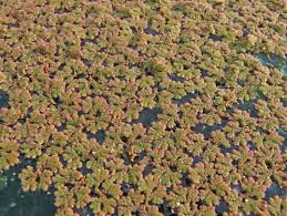 Image result for Vittaria reekmansii