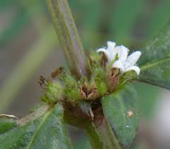 Image result for Spermacoce natalensis