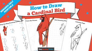 Courtesy of tabitha from thelostsock. How To Draw A Cardinal Bird Really Easy Drawing Tutorial