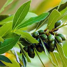 Image result for bay leaf bush foto