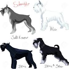 It is acceptable for them to have white on their feet (which is often referred to as boots) or white on their chest (which is often referred to as a diamond) or a little bit of white on their chin. Schnauzer Colors White Black Salt And Pepper Black Silver Royalty Free Cliparts Vectors And Stock Illustration Image 10833189
