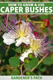 Check out our eat flowers selection for the very best in unique or custom, handmade pieces from our shops. Grow And Use Capers Learn About The Caper Bush Gardener S Path