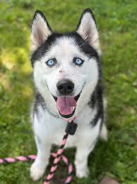 HUSKY LOVERS!!! Where you at?! 👀 ParaNorman (3 year old male husky) is  EAGER to break free from the shelter. He is open to meeting other dogs and  older dog-savvy kids. We