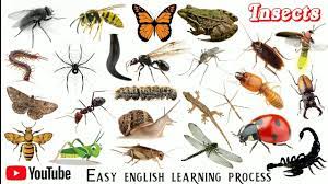 Insects belong to the largest phylum of the animal kingdom and are called arthropods. Insects Name English Language à¤• à¤¡ à¤®à¤• à¤¡ à¤• à¤¨ à¤® Insect Name Easy English Learning Process Youtube