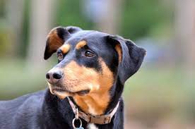 It is also known as a rotterman. What Is The Rottweiler Doberman Mix Labrottie Com