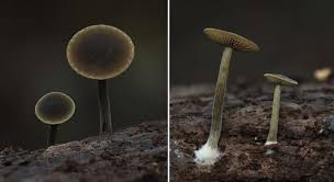 Image result for Simocybe centunculus