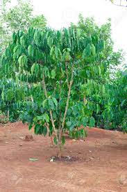 Apr 11, 2017 · download this free picture about avenue trees tree lined from pixabay's vast library of public domain images and videos. Grow Your Own Robusta Coffee Tree Buy Fresh Seeds Free Instructions