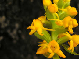 Image result for Satyrium buchananii