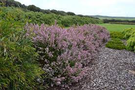 Chamelaucium Sweet Rosie Geraldton Wax Flower Gardening With Angus