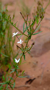 Image result for Conostomium zoutpansbergense