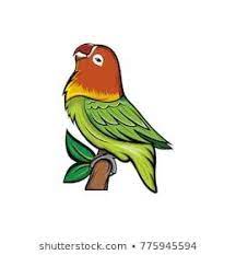 Lovebird konslet adalah lovebird yang memiliki karakter tersendiri dengan kondisi fisik bagus dan mau kerja saat pertama kali gantang langsung gacor. Pin Di Portal Gambar