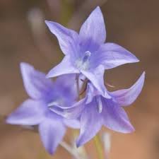 Image result for Wahlenbergia huttonii