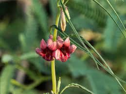 Image result for Sesamum alatum