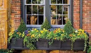 Blumenkasten Herbstbepflanzung Stiefmutterchen Grunkohl Efeu Alberta Fichte Herbst Kasten Fensterkasten Bepflanzung