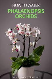 How To Water Phalaenopsis Orchids Smart Garden Guide Phalaenopsis Orchid Care Orchid Care Phalaenopsis Orchid