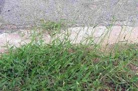 Image result for Urochloa oligotricha