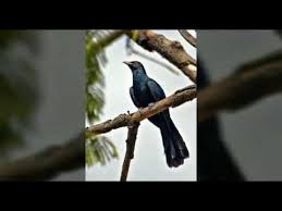 Easy Koyal Bird Drawing For Kids Pin On Pattern Worksheet