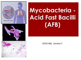 Acid Fast Bacilli Ppt Download