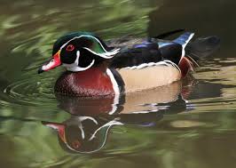 This little duck could jump, climb, and run like nothing i had ever seen. Wood Duck