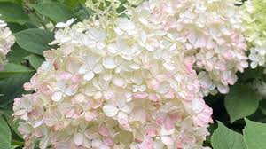 Image result for Gaertnera paniculata