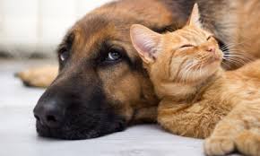 Visit us at 1450 rollins road in burlingame to score some great deals! Bay Area Pet Adoptions No Kill Animal Shelter In Galveston County