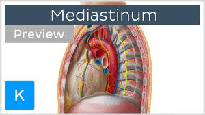 Contents of the superior mediastinum. Mediastinum Anatomy Contents Preview Human Anatomy Kenhub Youtube
