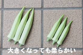 白オクラ楊貴妃 ようきひ 家庭de菜園 うぇぶたねやさん