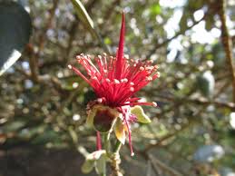 Image result for Myrtaceae