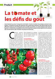 La Tomate Et Les Defis Du Gout Agriculture Du Maghreb