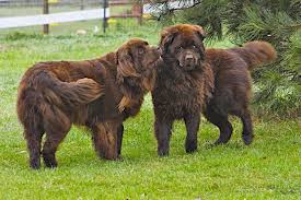 Connecting pet lovers with responsible dog breeders nationwide. 30 Most Beautiful Brown Newfoundland Dog Pictures