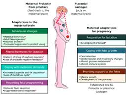 Image result for Prolactin