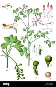 Image result for Fumariaceae