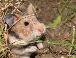 Check spelling or type a new query. Black Bellied Hamster Life Expectancy