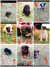 Parents are from strong h… abca registered sable/white border collie for salesire is kip from buck branch border collies. Border Collie Puppies For Sale Lubbock Tx 302283