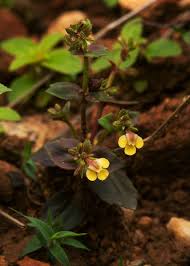 Image result for Crepidorhopalon