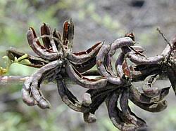 Image result for Indigofera ischnoclada