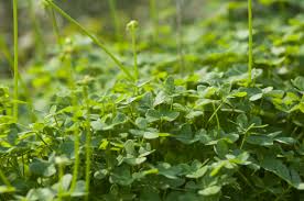 Sie haben auch klee in ihrem garten? Microclover Klee Statt Rasen Fur Ihren Garten